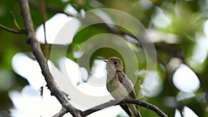 Bird Asian brown flycatcher in nature wild
