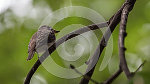 Bird (Asian brown flycatcher) on a tree