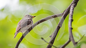 Bird (Asian brown flycatcher) on a tree