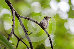Bird (Asian brown flycatcher) on a tree