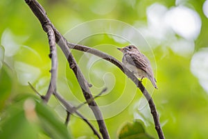 Bird (Asian brown flycatcher) on a tree