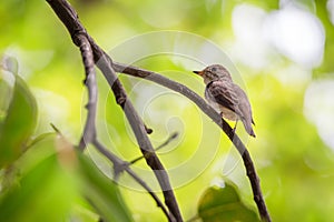 Bird (Asian brown flycatcher) on a tree