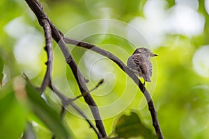 Bird (Asian brown flycatcher) on a tree