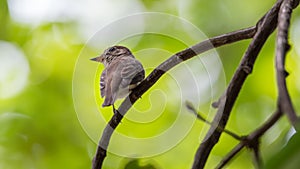 Bird (Asian brown flycatcher) on a tree