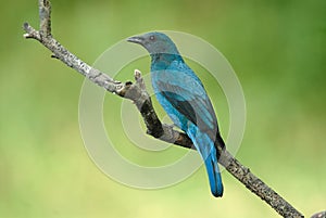 Bird (Asian Fairy Bluebird)