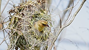 Bird (Asian Golden Weaver) nesting in nature wild