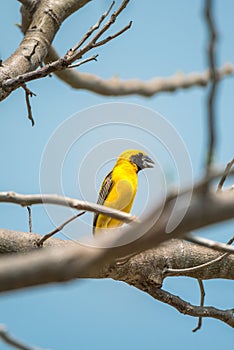 Bird (Asian golden weaver) on a tree