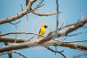 Bird (Asian golden weaver) on a tree