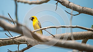 Bird (Asian golden weaver) on a tree