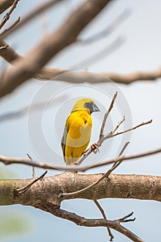 Bird (Asian golden weaver) on a tree