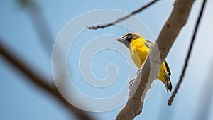 Bird (Asian golden weaver) on a tree