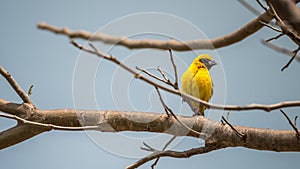 Bird (Asian golden weaver) on a tree