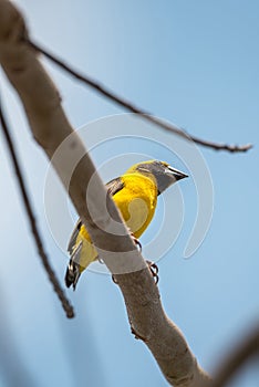 Bird (Asian golden weaver) on a tree