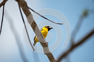 Bird (Asian golden weaver) on a tree