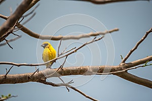 Bird (Asian golden weaver) on a tree