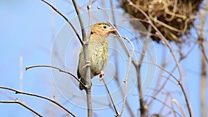 Bird Asian Golden Weaver on tree in nature wild