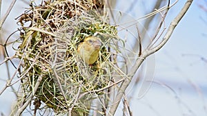 Bird asian golden weaver on tree in nature wild