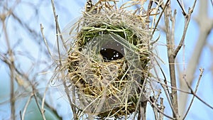 Bird asian golden weaver on tree in nature wild