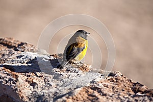 Bird in Atacama desert photo