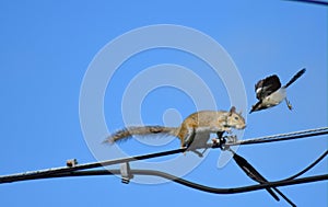 Bird attacking a squirrel