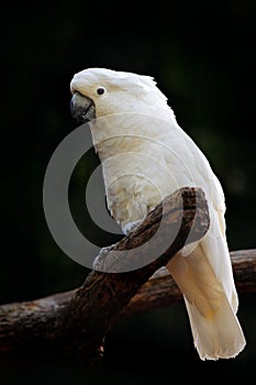 Bird from Australia. Leadbeater cockatoo, Cacatua leadbeateri, pink and white parrot in the nature habitat. Bird from from wild, A