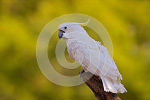 Bird from Australia. Leadbeater cockatoo, Cacatua leadbeateri, white parrot in the nature habitat. Bird from from wild Australia.