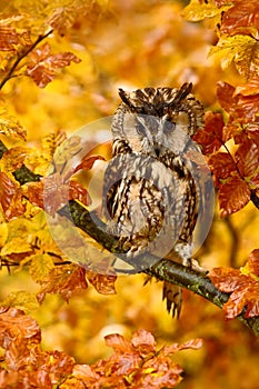 Bird in autumn forest. Owl in orange autumn leaves. Long-eared Owl with orange oak leaves during autumn. Owl in the nature habitat