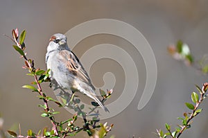 Bird in An Autumn Park