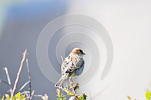 Bird in An Autumn Park