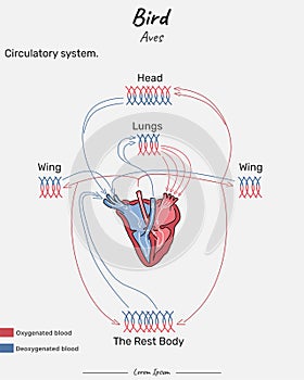 Bird Aves Circulatory system illustration photo