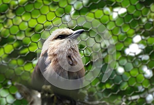 Bird Aviary Zoo