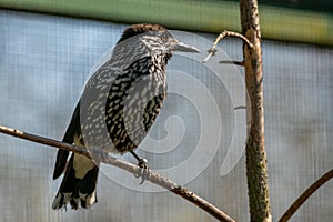 Bird in aviary - Zoo Plzen - Czech Republic