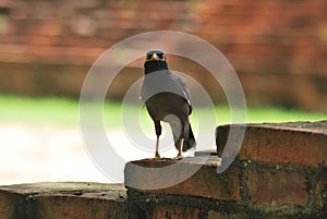 Bird at Ayuthaya Thailand