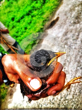 Bird,baby bird baby,