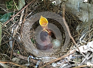 Bird baby stretched out their necks at nest