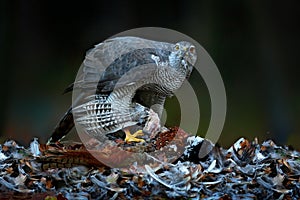 Bird bahaviour, wildlife scene from nature. Goshawk with killed Common Pheasant on the moss in green forest, bird of prey in the