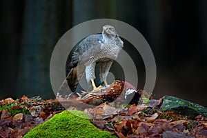 Bird bahaviour, wildlife scene from nature. Goshawk with killed Common Pheasant on the moss in green forest, bird of prey in the