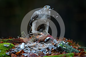 Bird bahaviour, wildlife scene from nature. Goshawk with killed Common Pheasant on the moss in green forest, bird of prey in the