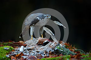 Bird bahaviour, wildlife scene from nature. Goshawk with killed Common Pheasant on the moss in green forest, bird of prey in the