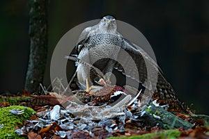 Bird bahaviour, wildlife scene from nature. Goshawk with killed Common Pheasant on the moss in green forest, bird of prey in the