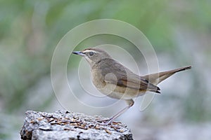 bird baiting with fresh and died worms put on flat dirt pole