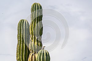 Bird on Baja california desert cactus