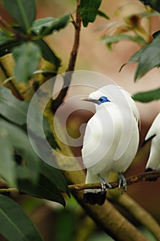 Bird --- Bali Mynah