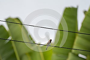 A bird in Bali resting on a powerline