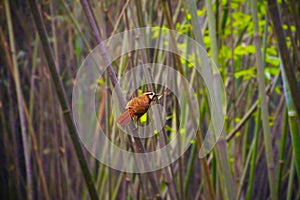 Bird in bamboo forest