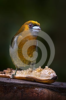 Bird, banana feeder. Prong-billed barbet, Semnornis frantzii, large-billed bird native to humid highland forest of Costa Rica.