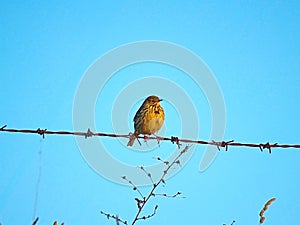 Bird on a barbed wire