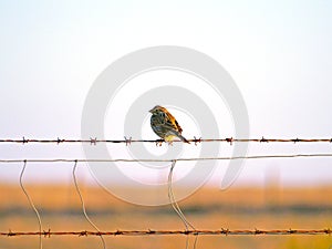 Bird on a barbed wire