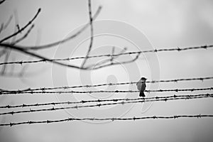 Bird in the barbed wire