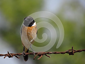 Bird on barbed wire fence